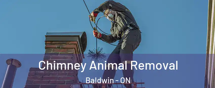  Chimney Animal Removal Baldwin - ON