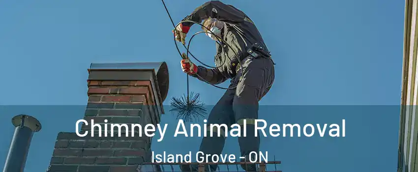  Chimney Animal Removal Island Grove - ON
