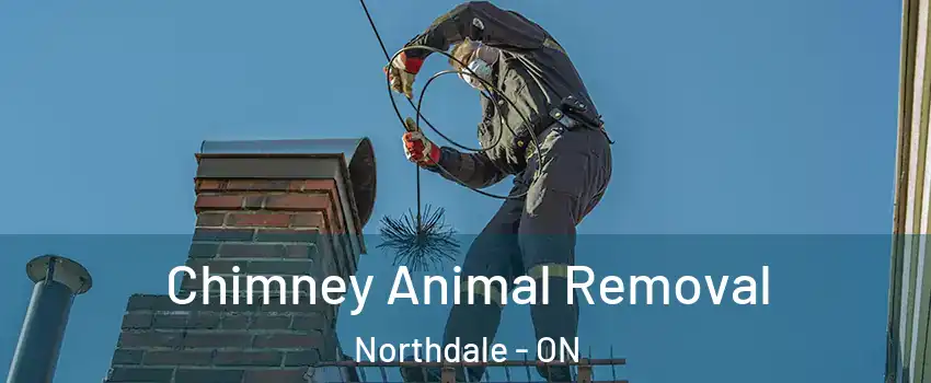  Chimney Animal Removal Northdale - ON