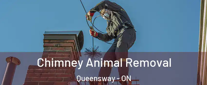  Chimney Animal Removal Queensway - ON
