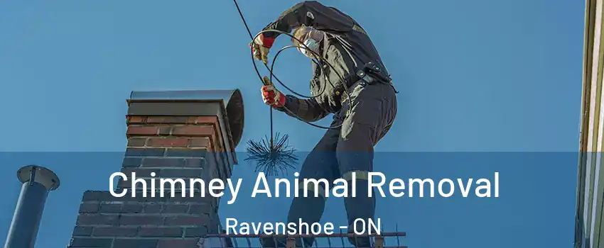  Chimney Animal Removal Ravenshoe - ON