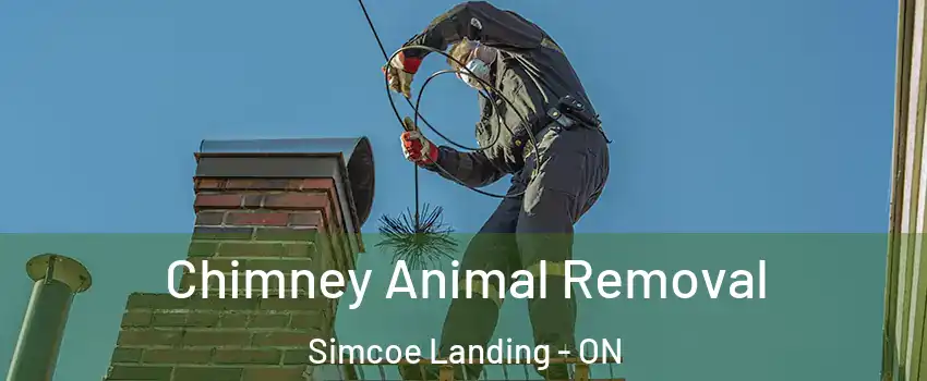  Chimney Animal Removal Simcoe Landing - ON